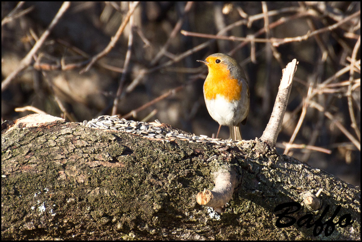 Il sempre bel Pettirosso.